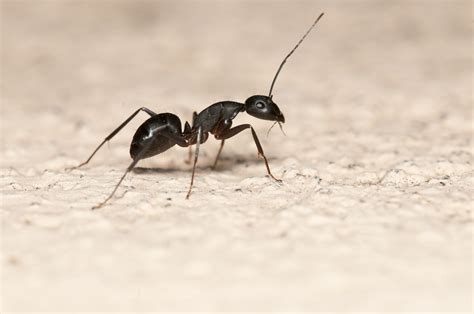 如何增加陽氣 身上有螞蟻